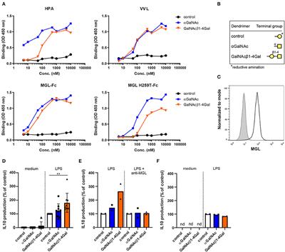 Activation of the C-Type Lectin MGL by Terminal GalNAc Ligands Reduces the Glycolytic Activity of Human Dendritic Cells